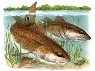 Pine Island Bait > D and D Matlacha Bait and Tackle > Redfish Fishing >  Redfish > Red Drum
